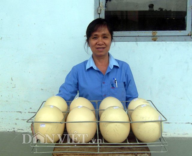 Nhân viên kiểm tra trứng đà điểu