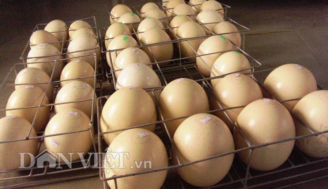 Hàng chục trứng khổng lồ được bảo quản cẩn thận