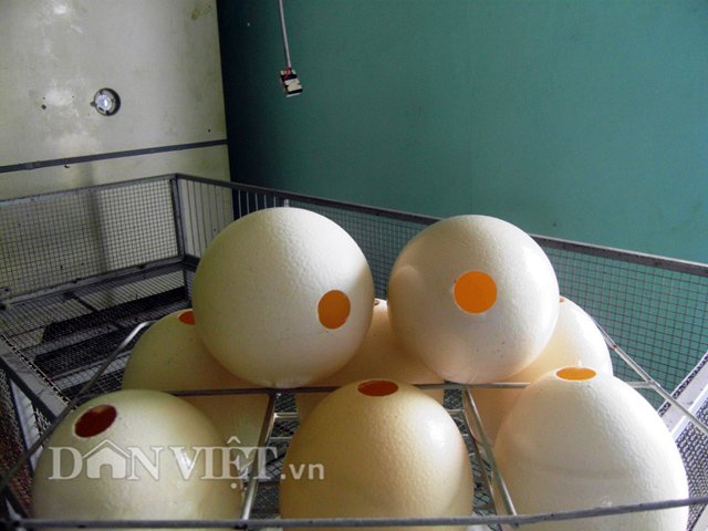 Trứng đà điểu được khoan lỗ, rút lòng đỏ và lòng trắng ra ngoài và giữ lại vỏ để chế tác thành đồ thủ công mỹ nghệ.