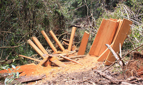 Một vụ cưa trộm, xẻ gỗ xoan đào giữa rừng Lâm Đồng.