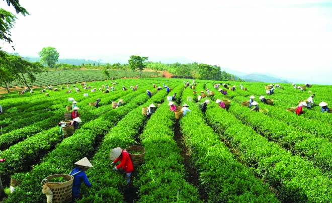 Lễ hội Văn hóa trà Bảo Lộc bị bãi bỏ trong lúc các doanh nghiệp trồng, chế biến trà đang gặp nhiều khó khăn về đầu ra