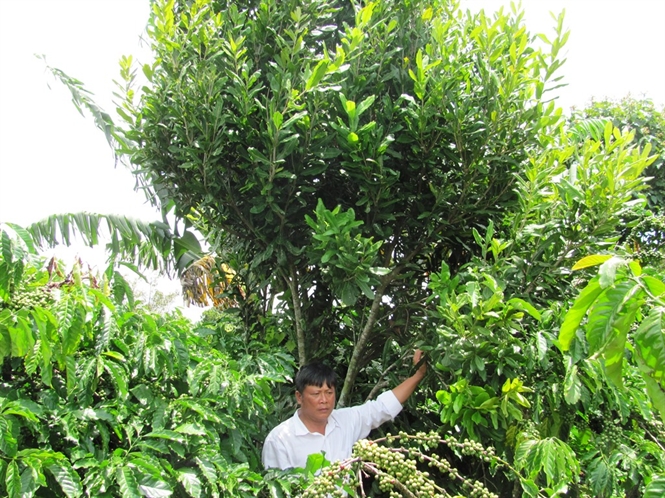 Vườn mắc ca 5 năm tuổi trồng xen với cà phê của ông Hùng xanh tốt nhưng rất hiếm trái