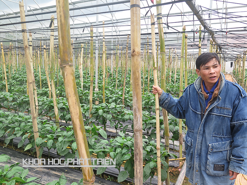 Ông Nguyễn Duy Liêm giới thiệu về mô hình trồng ớt chuông của gia đình mình. Ảnh: PN