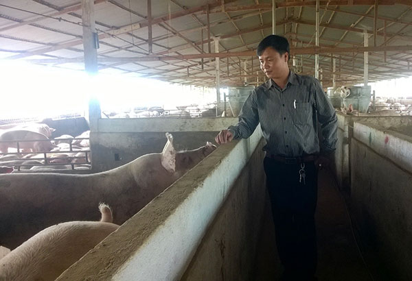 Mô hình chăn nuôi cho heo nghe nhạc của anh Nguyễn Minh Toản cho thu nhập tiền tỷ