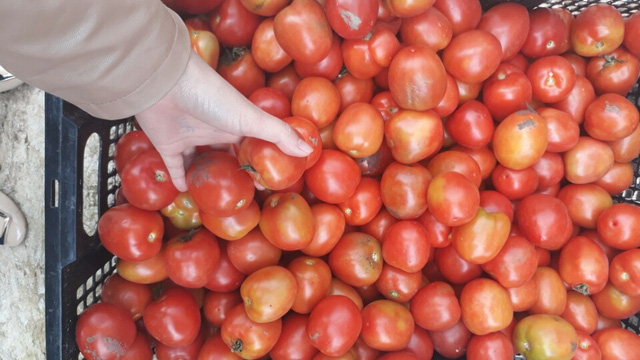 Cà chua Đà Lạt hiện đang có giá cao gấp 2 lần so với tháng trước