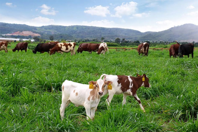 Với trang trại bò sữa organic này, Vinamilk khẳng định được vị trí tiên phong trong thị trường thực phẩm sữa cao cấp ở Việt Nam.