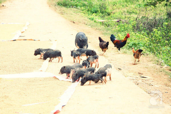 Một cảnh sinh hoạt bình dị ở Chơ Ré, đàn heo gà thả rông đi dọc ngang con đường.
