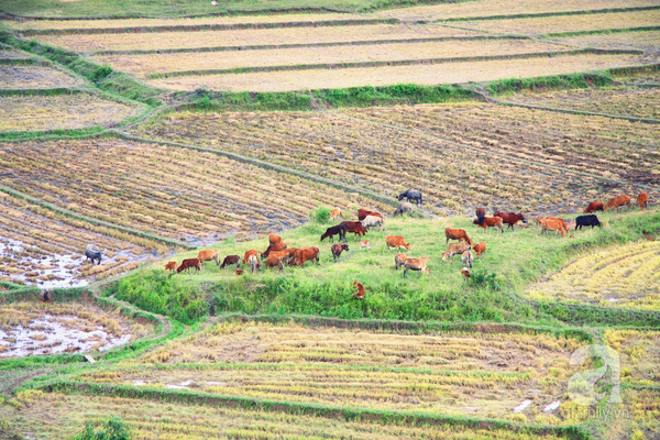 Mùa gặt lúa, trâu bò trải khắp ruộng đồng. 