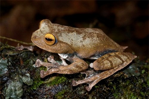 Ếch cây ma cà rồng hay ếch bay ma cà rồng, còn được gọi là ếch cây quỷ có tên khoa học là Rhacophorus Vampyrus, hiện mới chỉ được phát hiện tại cao nguyên Lâm Viên, Lâm Đồng, Việt Nam.