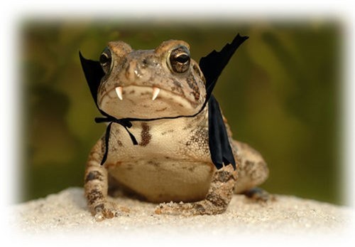 Hình ảnh của loài ếch này cũng thường được "chế" lại trên mạng xã hội, thêm thắt một số chi tiết khiến chúng lộ rõ đặc điểm có hai chiếc răng nanh của mình. Tuy nhiên, những hình ảnh có phần quá đà, khiến hình tượng loài ếch hiền lành trông đáng sợ.