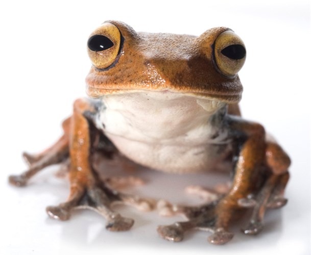 Dù có chức năng hay chỉ là một bộ phận thừa trên cơ thể thì cặp răng nanh của ếch cây ma cà rồng cũng giúp nó trở nên nổi tiếng, gây chú ý với toàn thế giới.