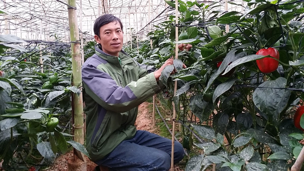 Vườn ớt ngọt trồng địa canh của Tô Quang Dũng cũng cho doanh thu khủng với 1,8 tỉ đồng/ha/năm