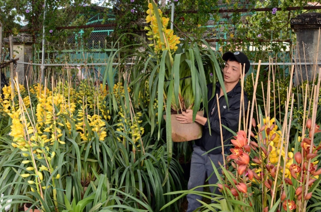 "Hoa địa lan 'vàng hoàng hậu' có giá bán tại vườn là 900.000 đồng một cành, nhưng ra tới Hà Nội có thể cao gấp 3-4 lần so với thu mua tại vườn ở Đà Lạt", một thương lái từ Hải Phòng cho biết.