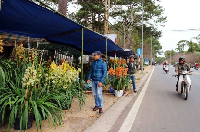Địa lan Đà Lạt được các nhà vườn đưa ra tập trung tại các tuyến đường Trần Hưng Đạo, Hùng Vương, Quang Trung...