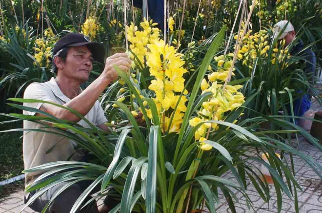 Ông Phước (chủ vườn lan Phước Huệ, phường 10, TP Đà Lạt) đang tỉ mỉ tạo thế cho chậu địa lan. Ông Phước chia sẻ, năm nay gia đình ông chuẩn bị khoảng 1.000 chậu địa lan đưa ra thị trường.