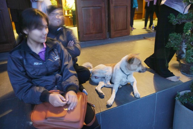Nhiều khách du lịch còn mang cả chó vào điện thờ ở Quán Chiếu Đường. 