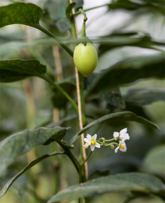 Dưa Pepino được anh Định trồng trong nhà kính theo phương pháp ứng dụng công nghệ cao. Dưa được trồng trên luống cao 20cm, rộng 1,5m, mỗi luống 2 hàng, khi cây trưởng thành cao khoảng 2m.