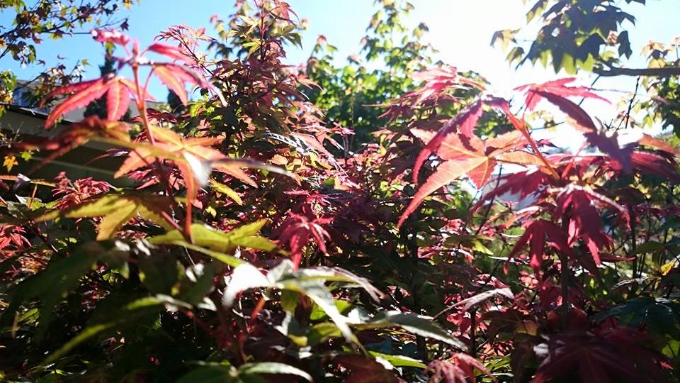 Khu vườn được trồng hài hòa giữa các loại phong Nhật Bản, Canada đặc trưng rợp bóng mát mang lại một dấu ấn rất riêng mà không nơi nào có được. Ảnh: FB Zen Garden Coffee