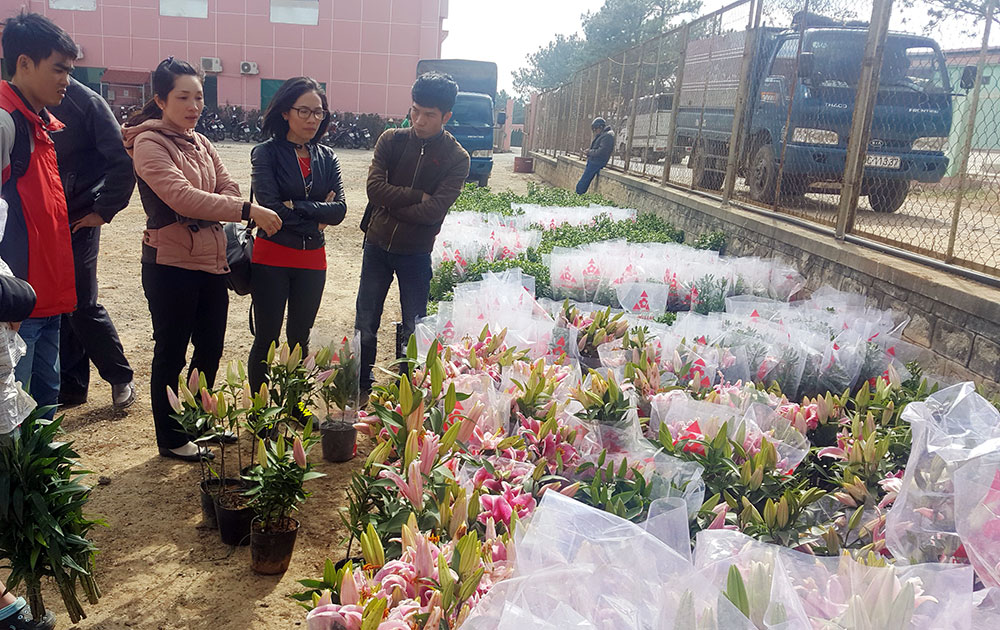 Số hoa lyly bị nấm bệnh chị Tuyết mang lên Công ty Rừng hoa Đà Lạt ngày 22/1. Ảnh:C.Thành
