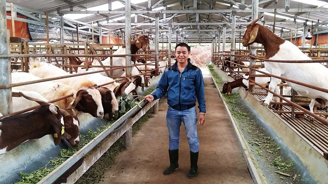 Anh Phạm Văn Hưng làm giàu từ chăn nuôi dê núi