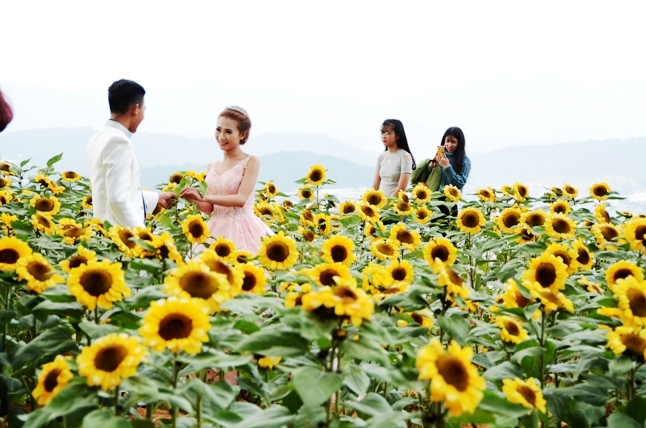 Nhiều vườn hoa hướng dương Tết tại Đà Lạt bị ế do giá rẻ nay trở thành điểm hút du khách khiến nhà vườn kiếm tiền triệu mỗi ngày