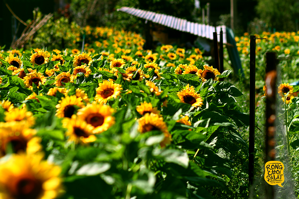 Những bông hoa Hướng Dương đang nở rộ ở Đà Lạt được nhà vườn mở cửa tham quan du lịch. Ảnh: Tiến Đà Lạt