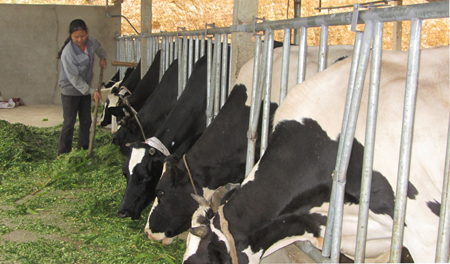 Ngoài chăm sóc đàn bò của gia đình, Đỗ Hữu Quyết còn nhiệt tình giúp đỡ, chia sẻ kinh nghiệm và hỗ trợ dịch vụ thú ý cho nông dân chăn nuôi bò sữa ở địa phương