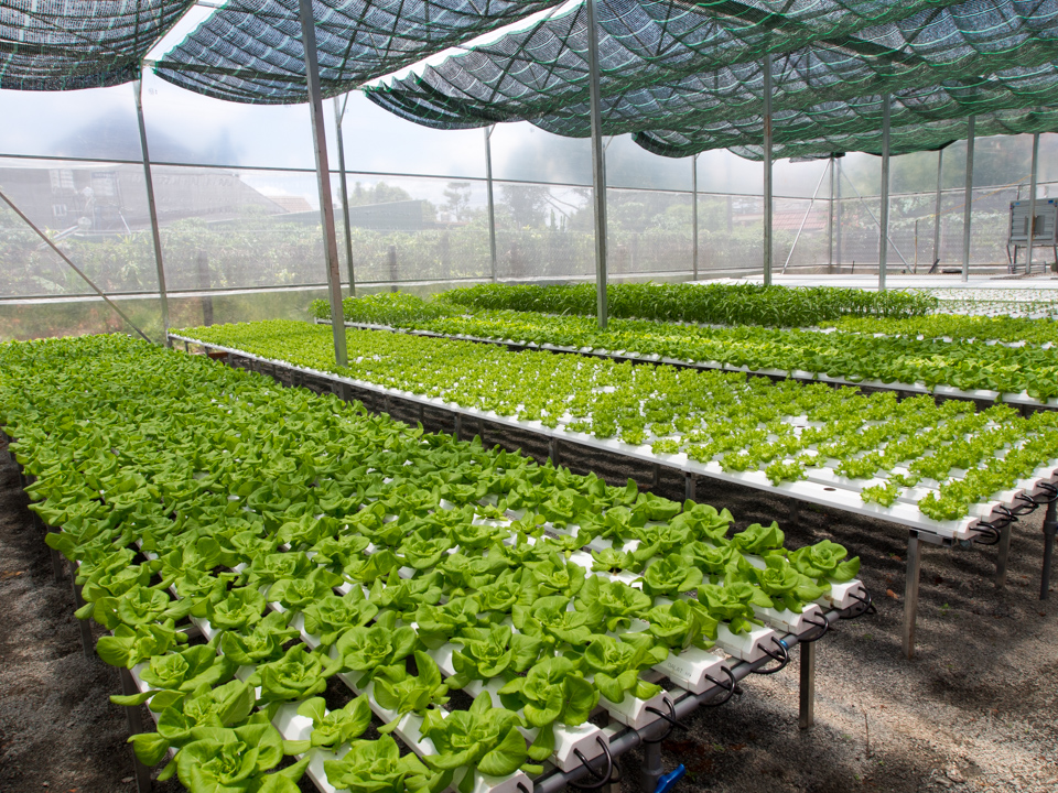 Vườn rau thủy canh Lâm Anh đang phát triển rất tốt và cho thu hoạch hằng ngày