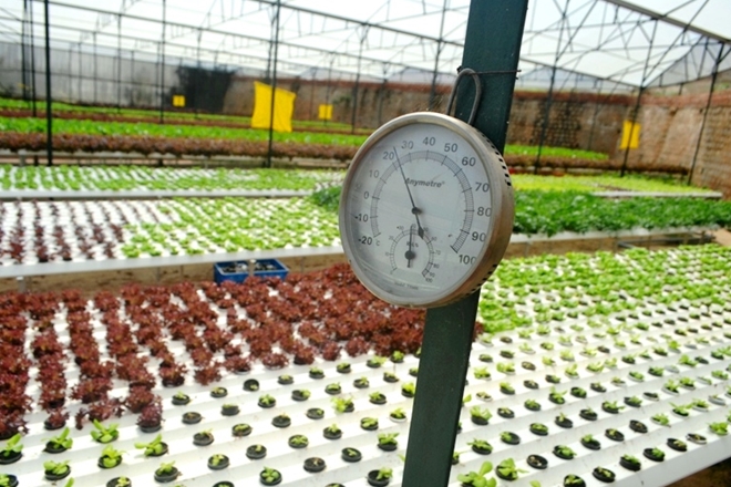 Nhà trồng rau được điều chỉnh nhiệt độ, độ ẩm để rau sinh trường, phát triển một cách tốt nhất
