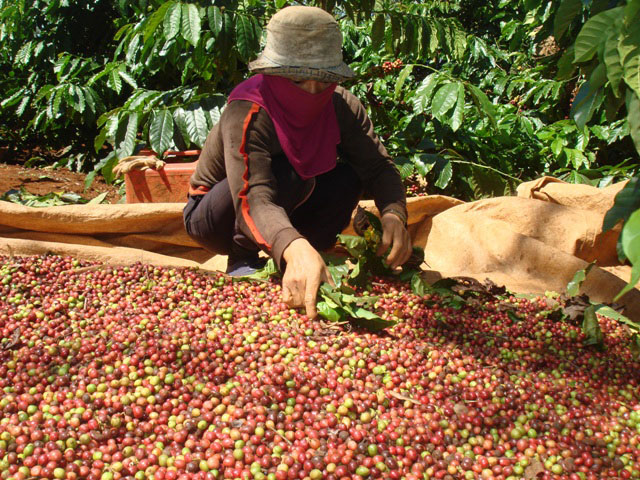 1kg cà phê Việt Nam bán thô chỉ có giá 2 USD, nhưng nước ngoài mua về chế biến, đóng gói, in nhãn mác bán được tới 200 USD.