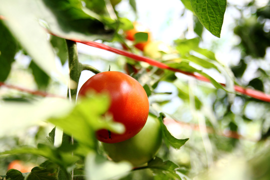 Cây giống cà chua Nhật Bản với giá 3.000 đồng/cây, trồng với mật độ khoảng 2.600 cây/sào, sau 75 ngày thì cà chua bắt đầu cho thu hoạch.