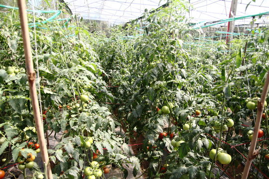 Trong khi những vườn khác cây khác èo uột và khả năng chỉ thu khoảng 1,5 – 2 tháng/vụ, thì vườn cà chua Nhật Bản Sakata của ông Nhã sẽ cho thu hoạch 6 – 8 tháng/vụ.