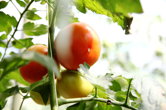 Sản lượng bình quân cà chua Sakata cho thu hoạch mỗi ngày là 1 tạ/sào (100 kg/1000 m2).