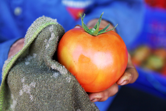 Đặc biệt, giống cà chua Nhật Bản Sakata này còn cho “trái khủng” khoảng hơn 550 g – gần 1kg/quả