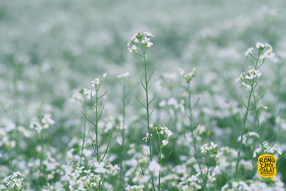 Chụp ảnh với hoa cải trắng bạn nên chọn chụp vào buổi sáng hoặc chiều để ảnh đẹp và trong hơn nhé. Ảnh: Tiến Đà Lạt