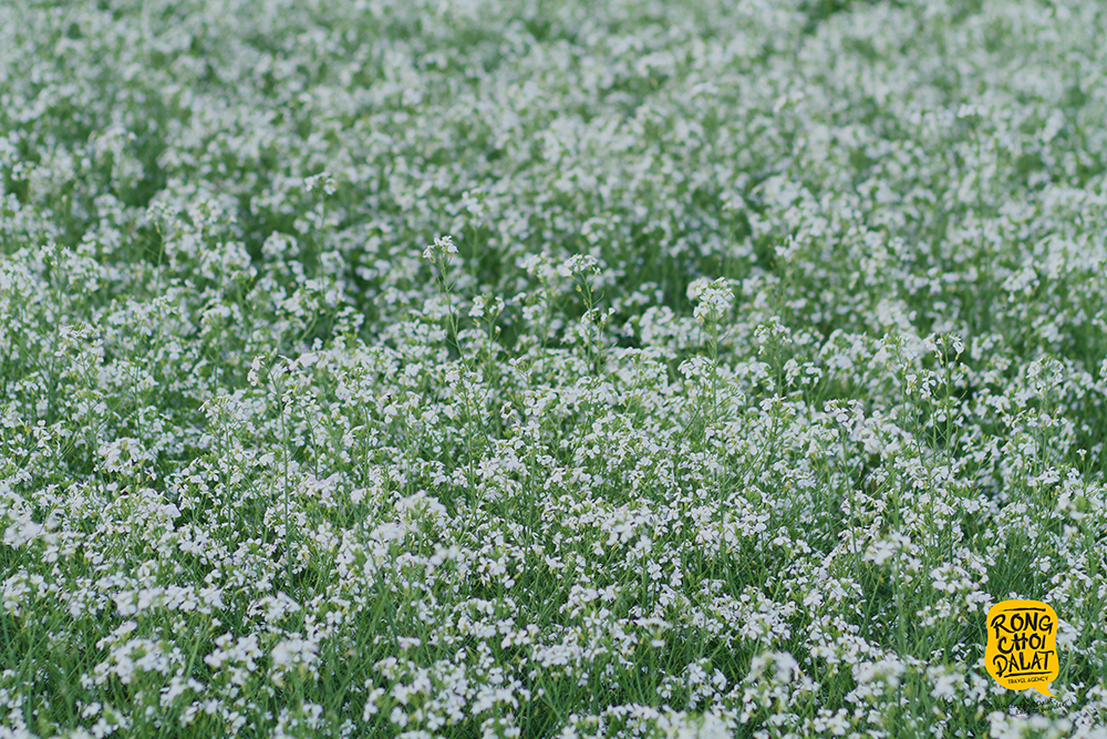 Thuộc dòng cải trắng, những bông hoa bé li ti mọc sát nhau, tạo thành một cánh đồng trắng muốt . Ảnh: Tiến Đà Lạt