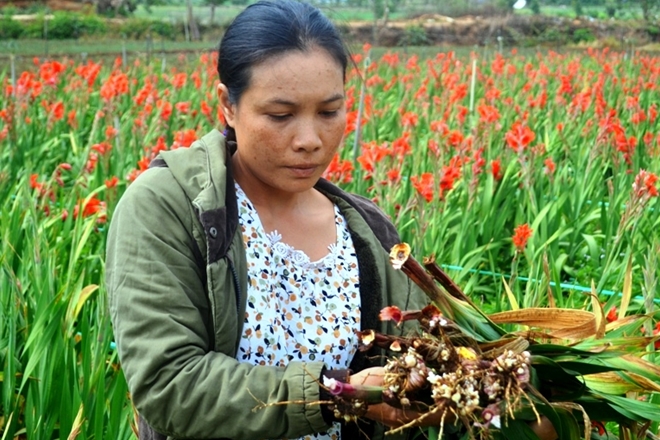 Vườn hoa lay ơn sau khi phun thuốc Asimo super 50 WP chết nụ, thối gốc không ai mua của gia đình chị Ka Út 