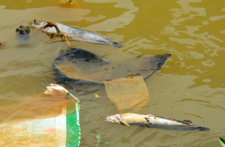 Gần đây, cá tại hồ Xuân Hương bỗng chết nhiều bất thường, nổi lềnh bềnh trên mặt nước, sóng đánh dạt vào bờ. 