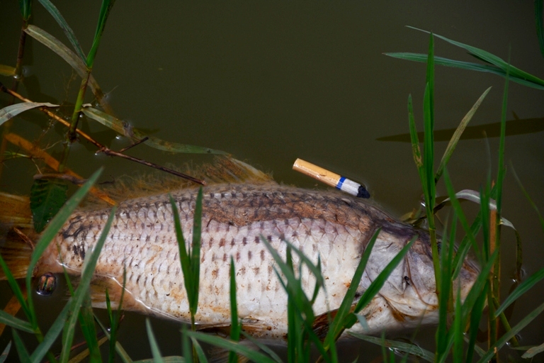  Hiện vẫn chưa rõ nguyên nhân vì sao cá lại chết nhiều bất thường ở hồ Xuân Hương. 
