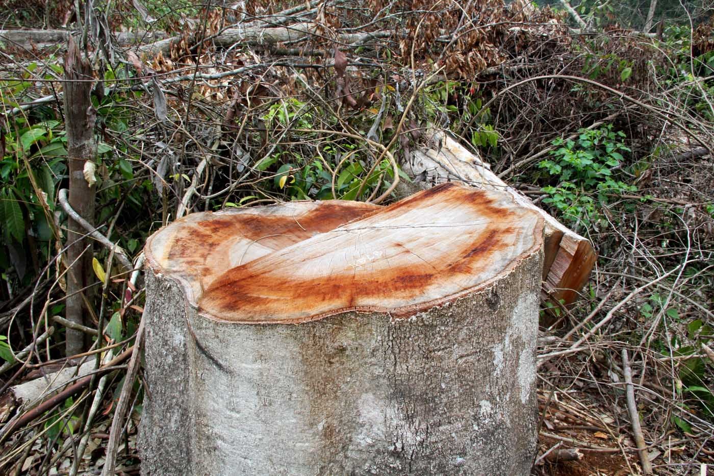 Những cây gỗ có đường kính gần 1 mét bị lâm tặc đốn hạ