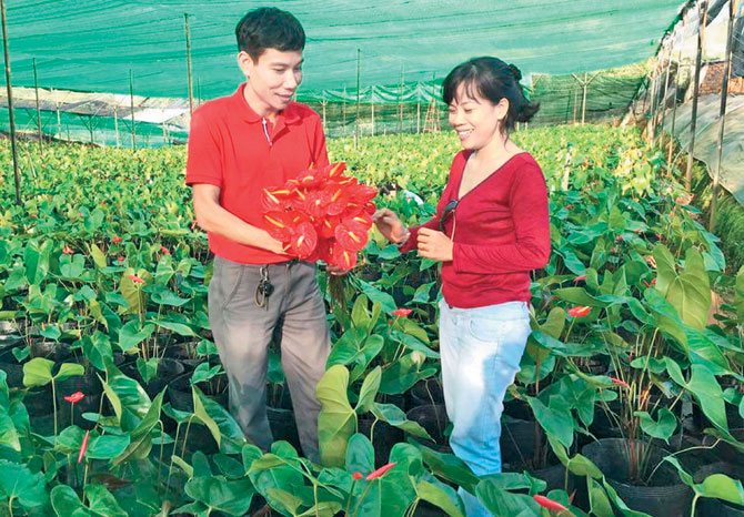 Trang trại trồng hoa của gia đình anh Nguyễn Trọng Bằng, xã Tà Nông, TP Đà Lạt (Lâm Đồng). Ảnh: Trịnh Lan.