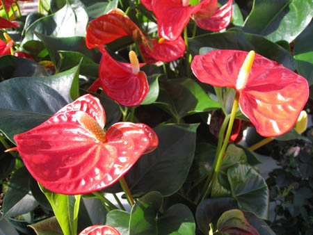 Hồng môn là 1 trong những loại cây hoa được các nhà vườn , trong đó có gia đình anh Nguyễn Trọng Bằng ở Đà Lạt (Lâm Đồng) trồng nhiều những năm gần đây bởi thị trường tiêu thụ tốt. 