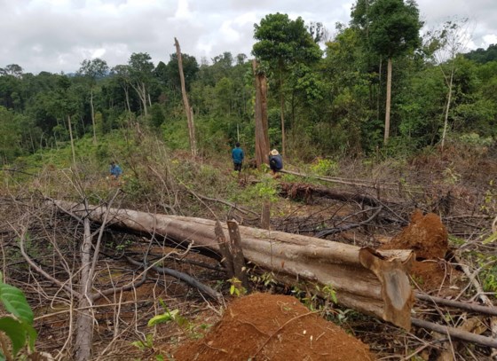Hiện trường vụ phá rừng tại xã Quảng Trị, huyện Đạ Tẻh, tỉnh Lâm Đồng