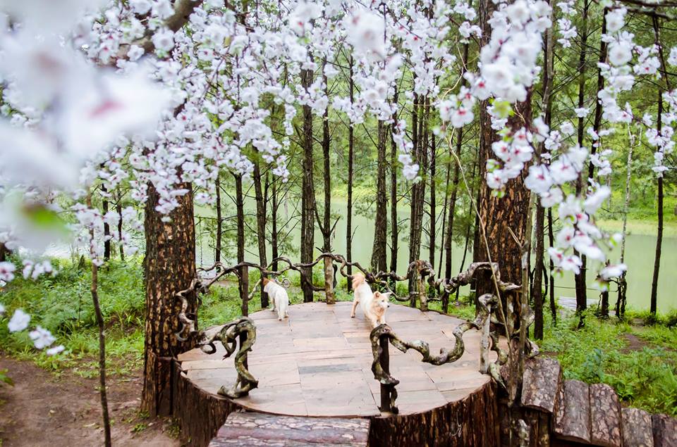 Địa điểm: Secret Garden nằm trên bờ hồ Tuyền Lâm xinh đẹp, nơi đây cuốn hút các bạn trẻ bởi những cảnh quan thiên nhiên đẹp đến nao lòng. Ảnh: Ngân Kim